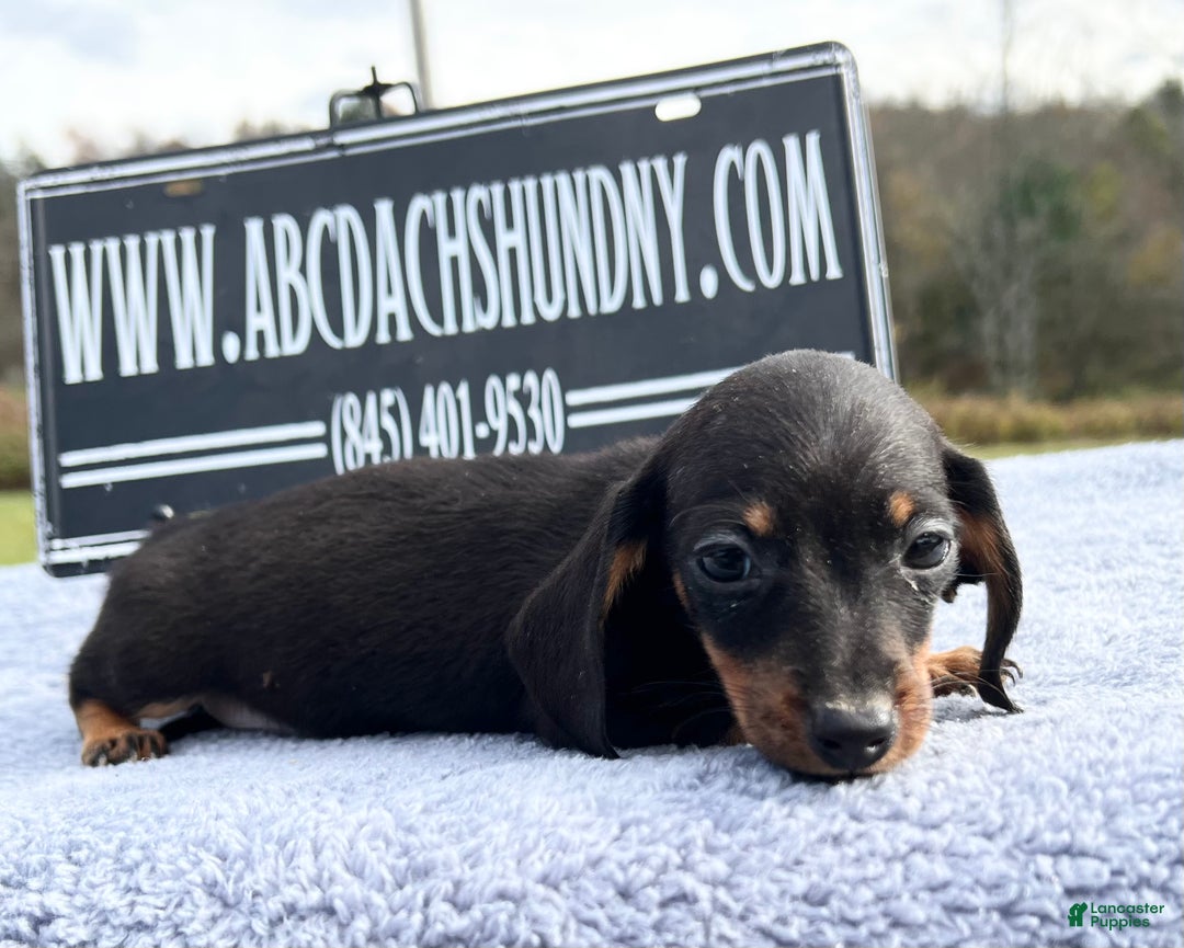 Miniature Dachshund dogs for sale: Import AKC female - Ad 13