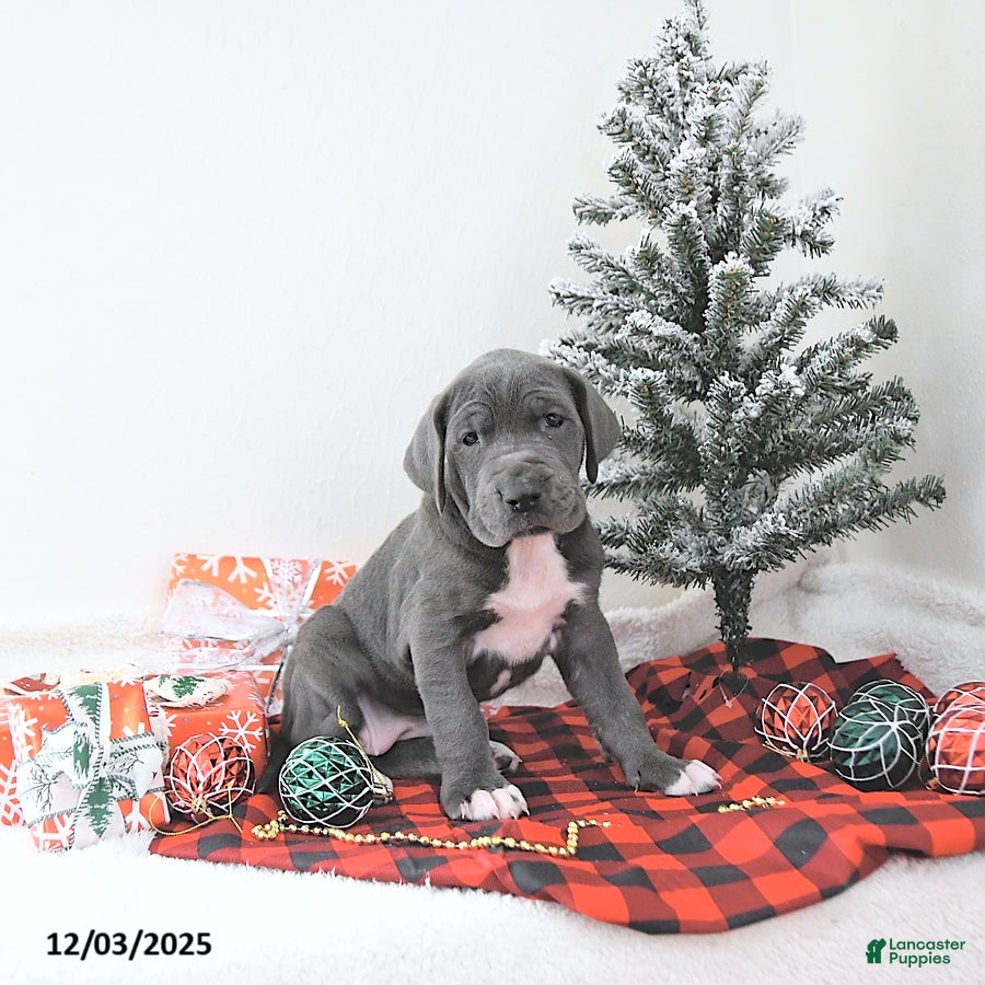 Great Dane dogs Izzy - Ad 31
