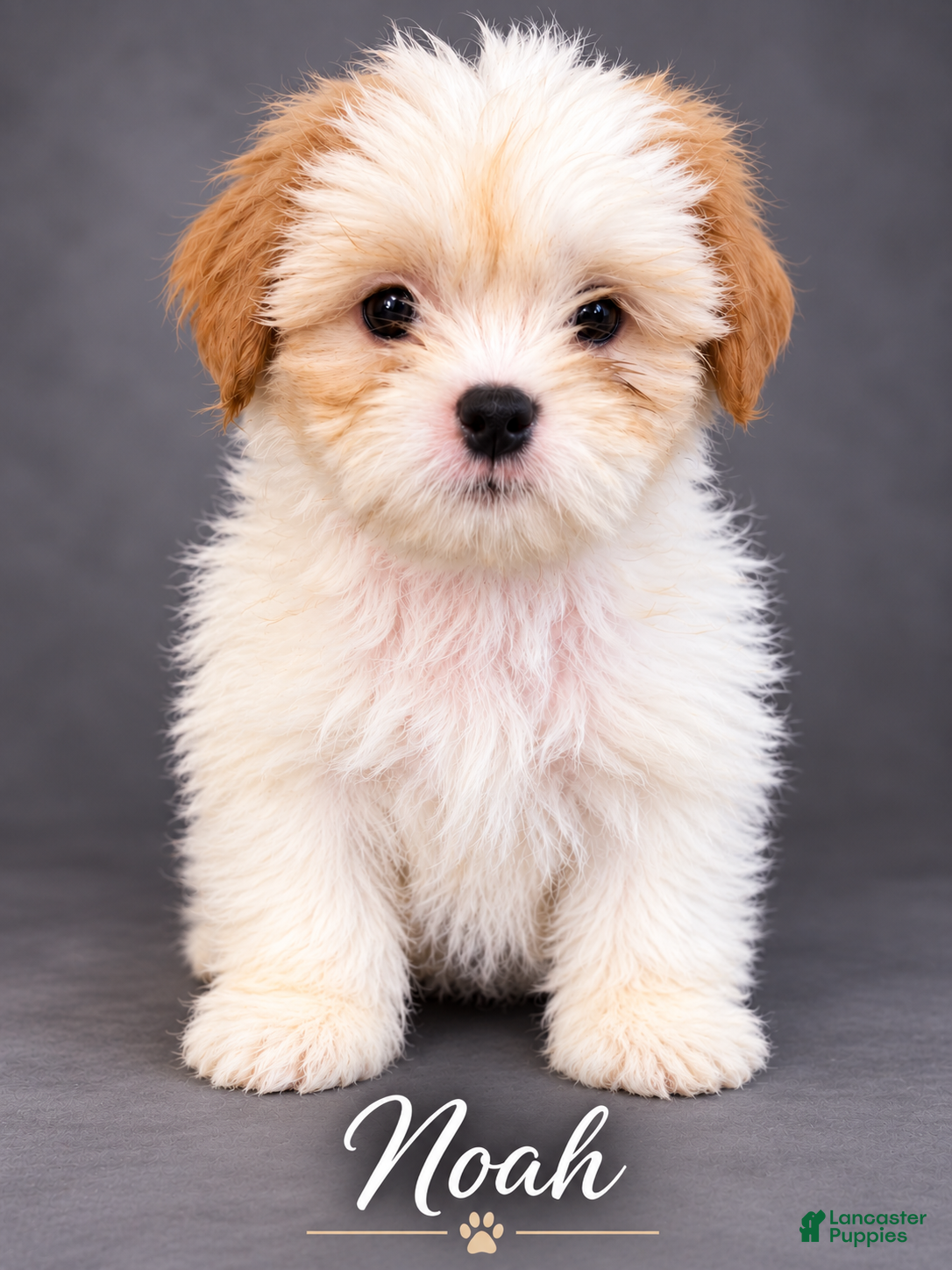 Shih Tzu dogs Noah - Ad 11