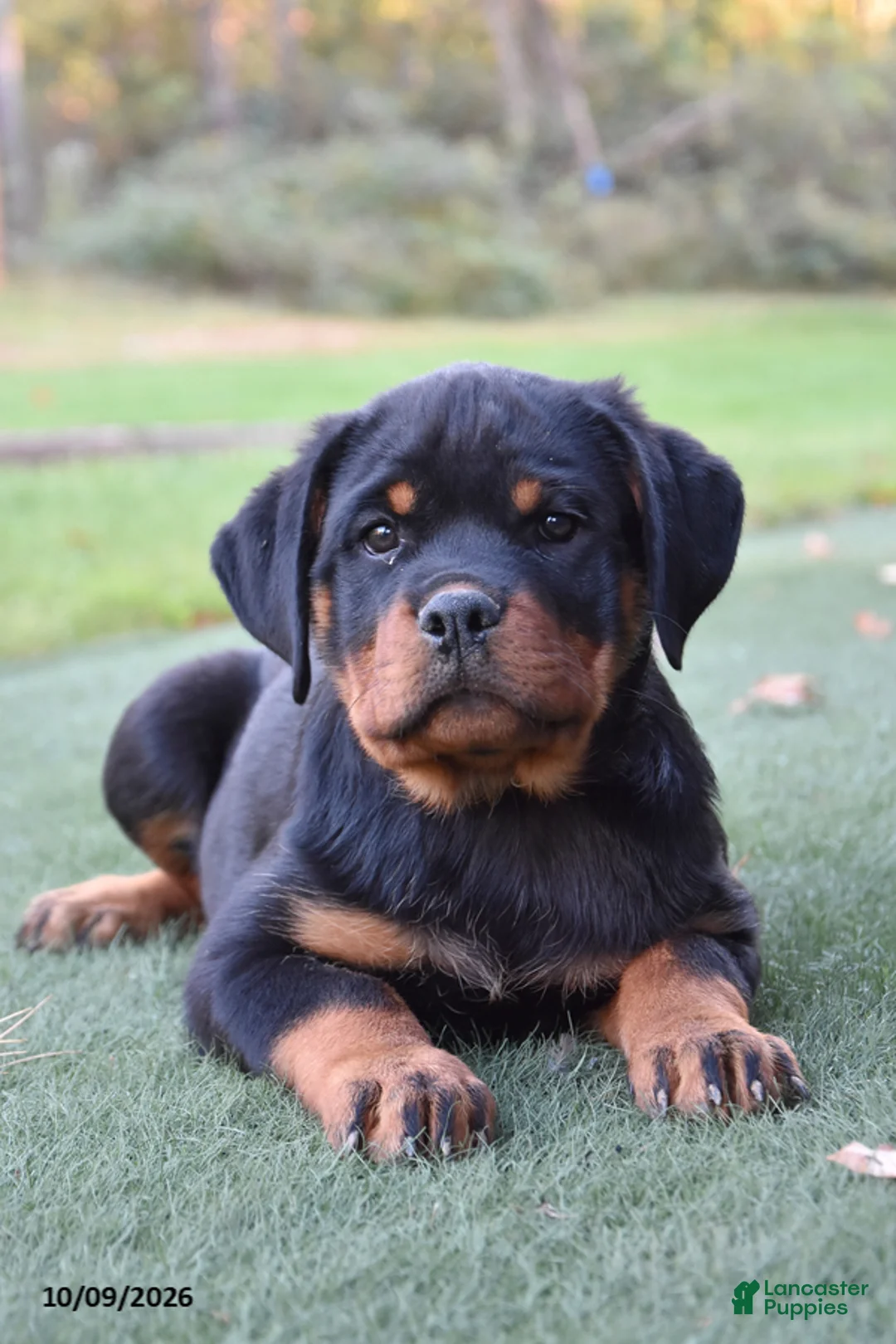 Rottweiler dogs for sale: Zenna - Ad 2
