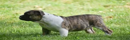 Olde English Bulldogge dogs for sale: Aurora - Ad 4
