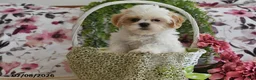 Shih Tzu dogs for sale: Stuey - Ad 3