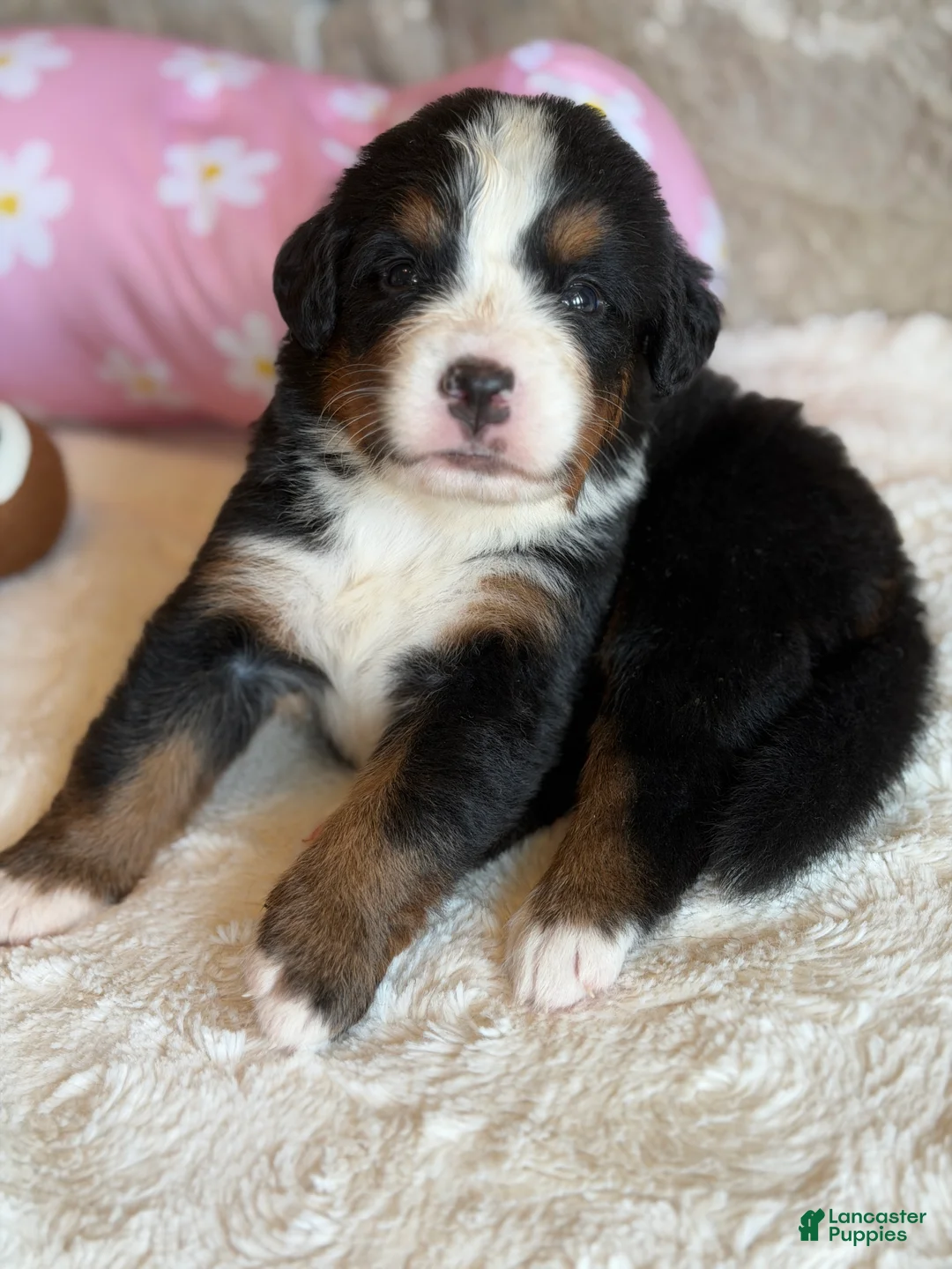 Topaz Bernese Mountain Dog for sale in Bixby | Lancaster Puppies