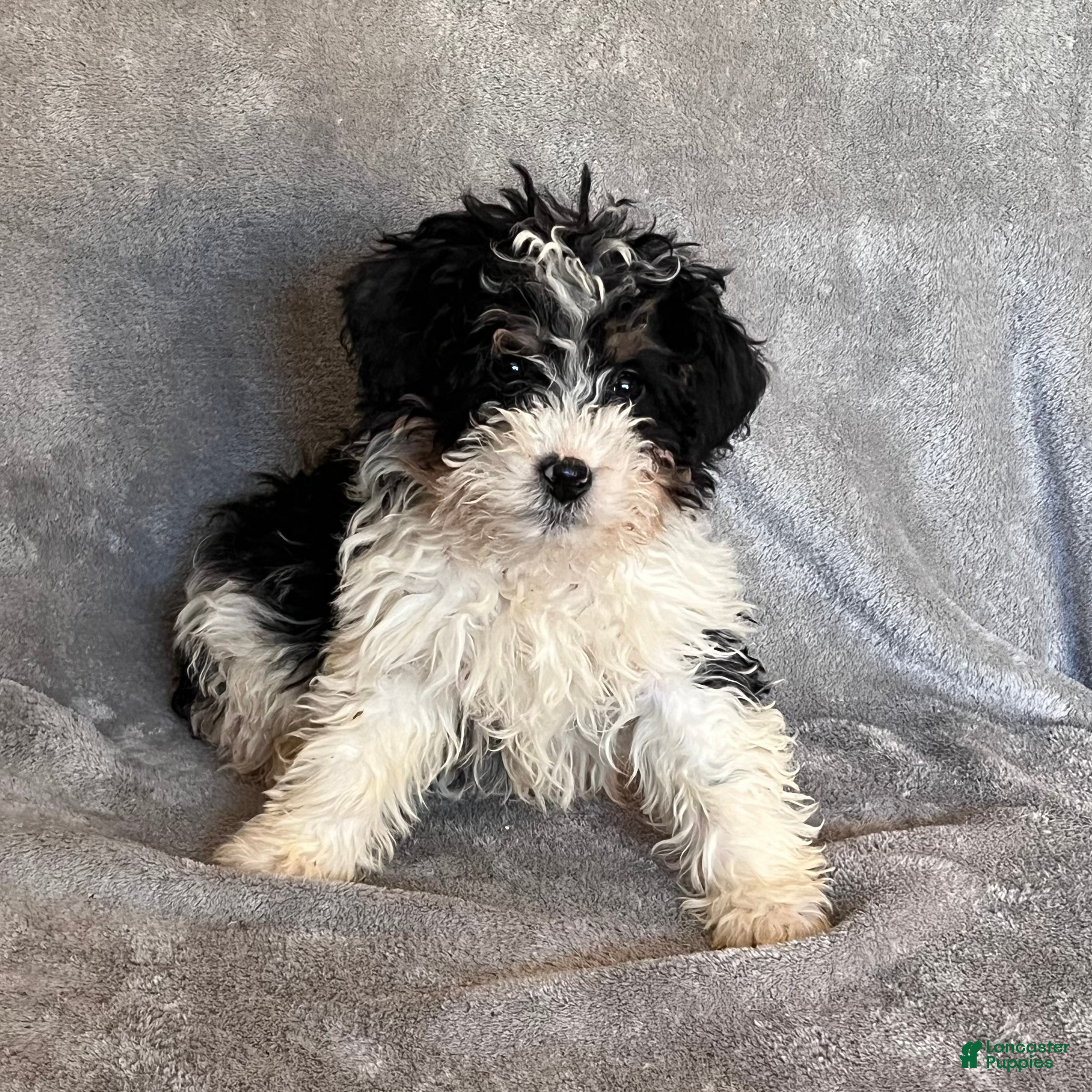 Bernedoodle dogs Jax updated pics - Ad 27