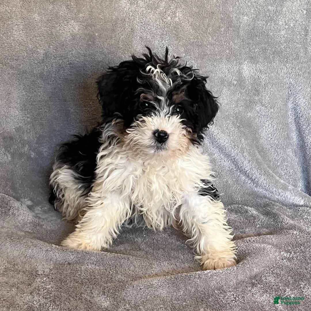 Bernedoodle dogs for sale: Jax updated pics - Ad 1