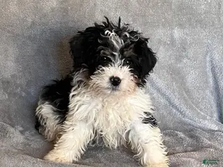 Bernedoodle dogs Jax updated pics - Ad 27