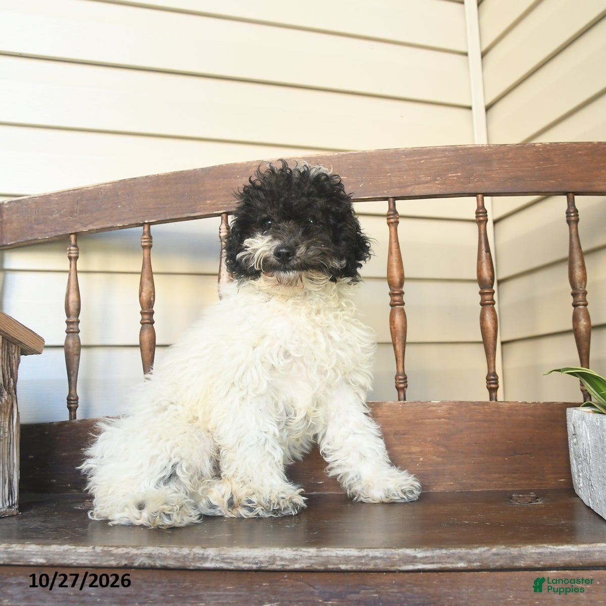 Miniature Labradoodle dogs for sale: Rowan  - Ad 1
