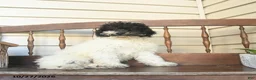 Miniature Labradoodle dogs for sale: Rowan  - Ad 1