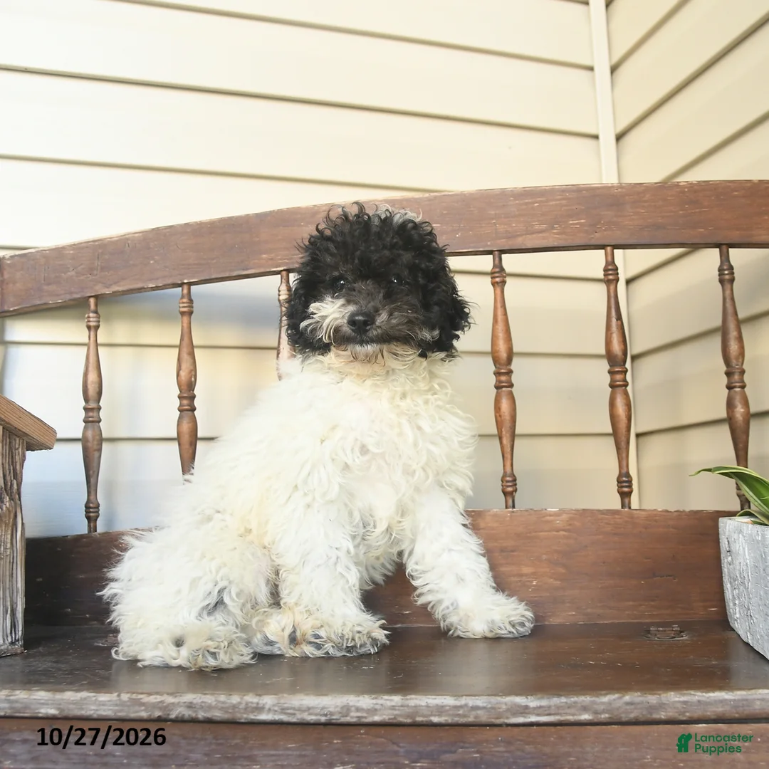 Miniature Labradoodle dogs for sale: Rowan  - Ad 1
