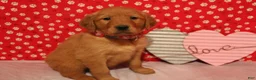 Golden Retriever dogs for sale: Daisy - Ad 4