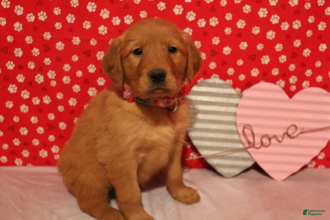 Golden Retriever dogs for sale: Daisy - Ad 4