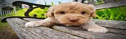 Havapoo dogs for sale: Valor - Ad 5