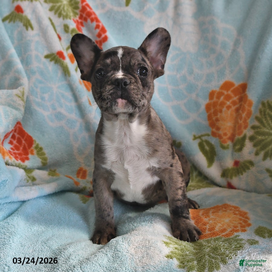 Frenchton dogs Bob - Ad 1