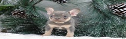 French Bulldog dogs for sale: Frieda - Ad 8
