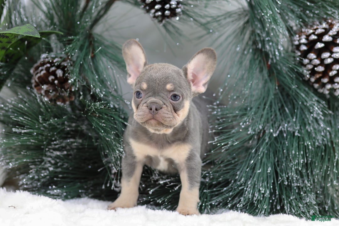 French Bulldog dogs for sale: Frieda - Ad 8
