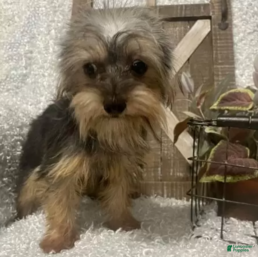 Yorkiepoo dogs for sale: COOPER - Ad 4