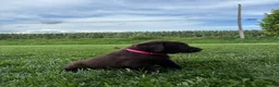 Labrador Retriever dogs for sale: Millie - Ad 3