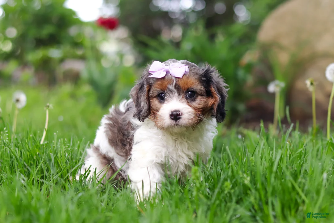 Cavapoo dogs for sale: Bella - Ad 2