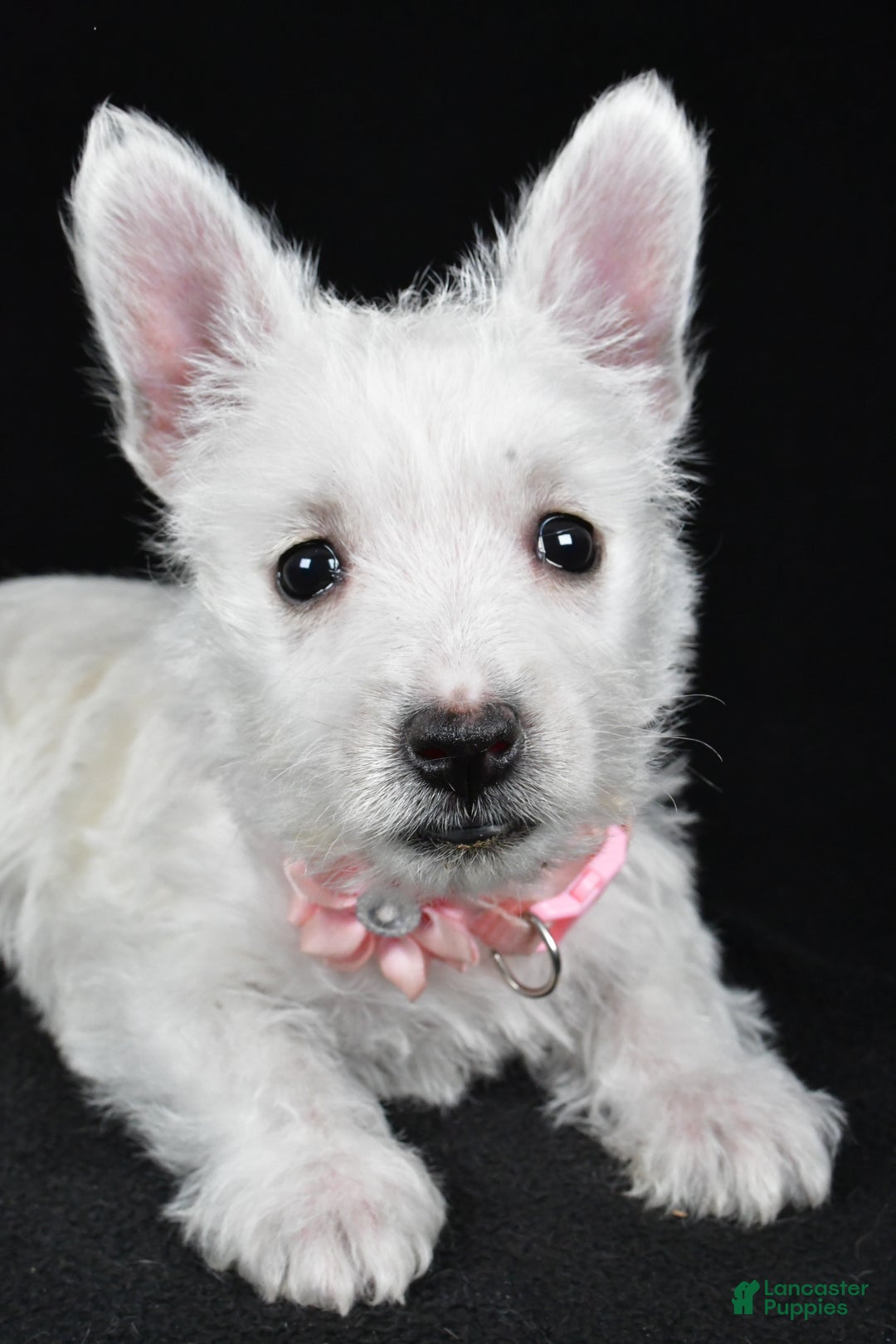 West Highland Terrier dogs for sale: Macey - Ad 3