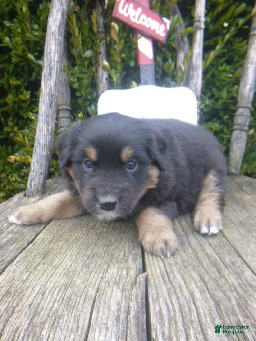Miniature Australian Shepherd dogs for sale: Nikki - Ad 1