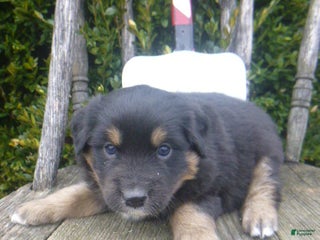 Miniature Australian Shepherd dogs Nikki - Ad 30