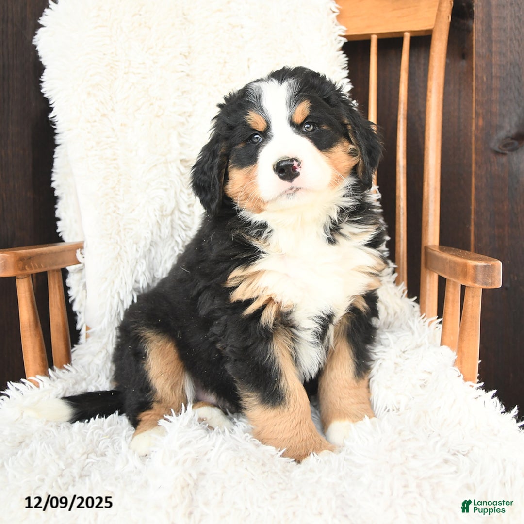 Bernedoodle dogs for sale: Noel - Ad 1