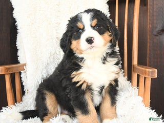 Bernedoodle dogs Noel - Ad 12
