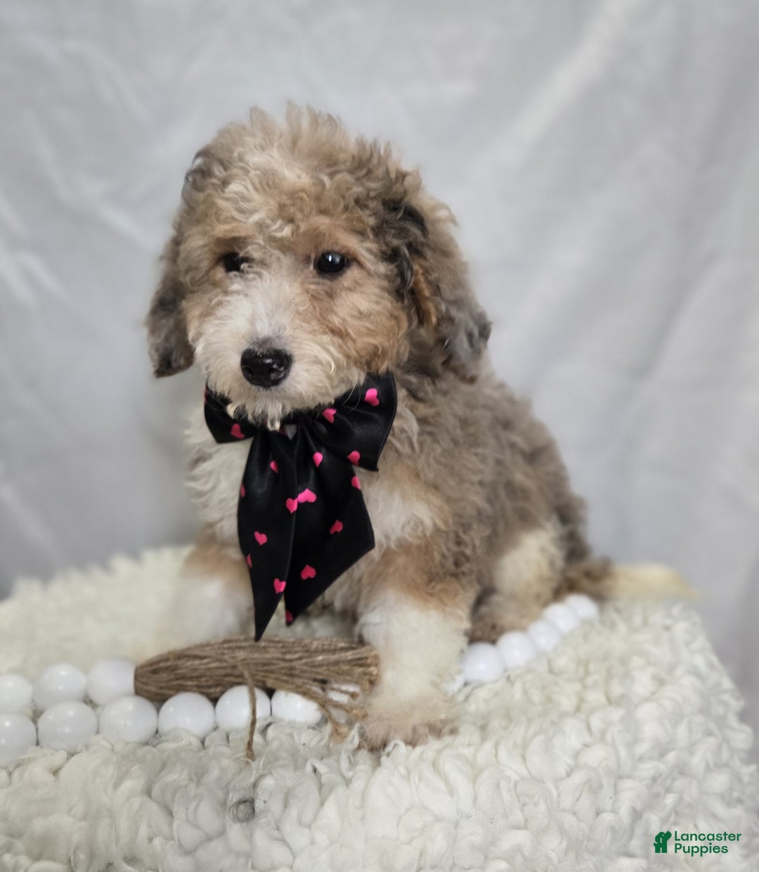 Mini Sheepadoodle dogs for sale: Jess - Ad 4