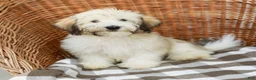 Havanese dogs for sale: Buddy - Ad 6