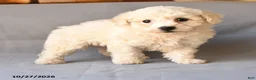 Bichon Frise dogs for sale: Raymond - Ad 3