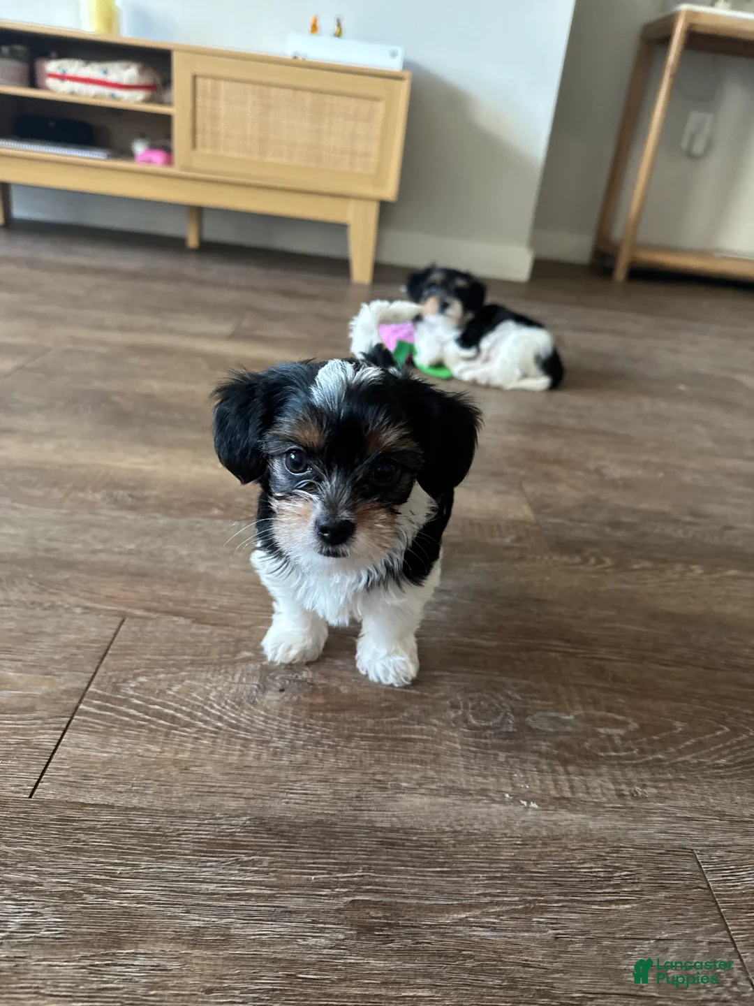 Yorkshire Terrier dogs for sale: Daisy - Ad 1