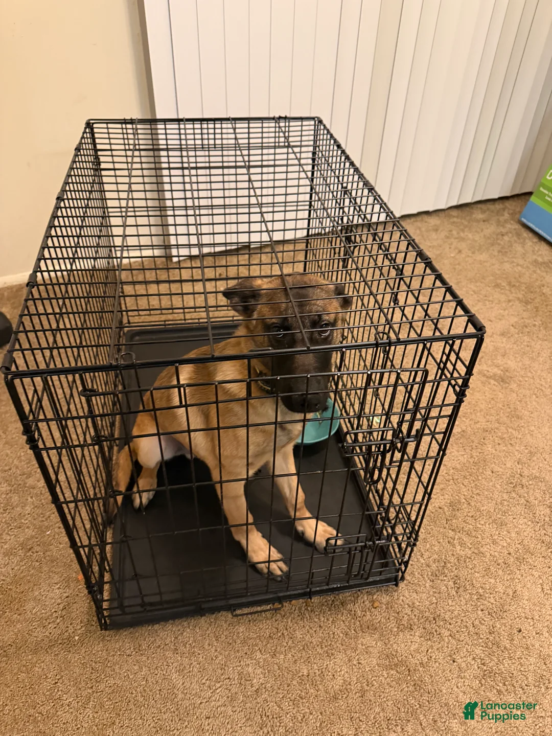 Belgian Malinois dogs for sale: Belgian Malinois Puppy 1 - Ad 2