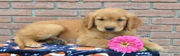 Golden Retriever dogs for sale: Banjo - Ad 2