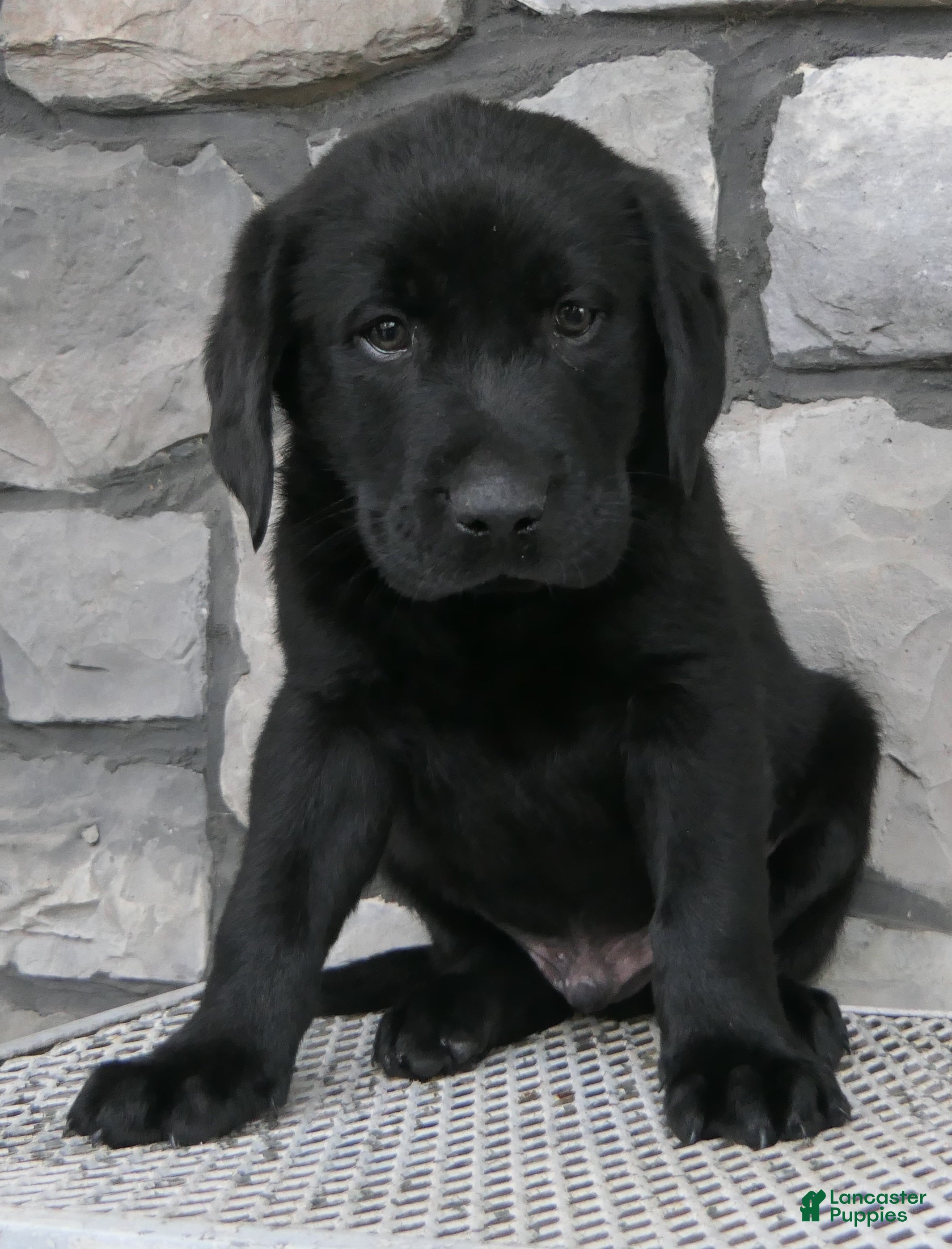 Labrador Retriever dogs Peanut Labrador Retriever  - Ad 1