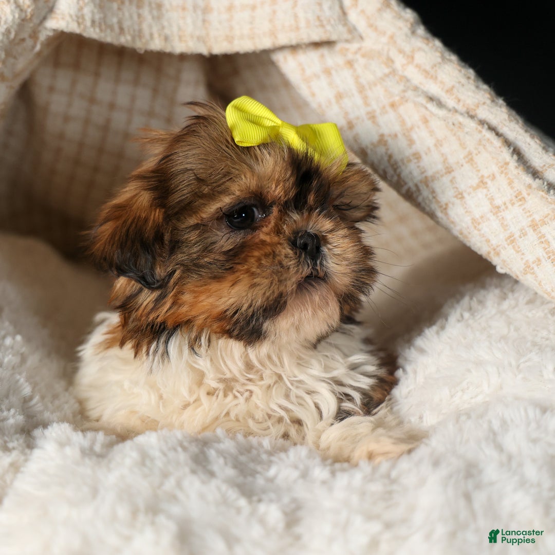 Shih Tzu dogs for sale: RHODA - Ad 3