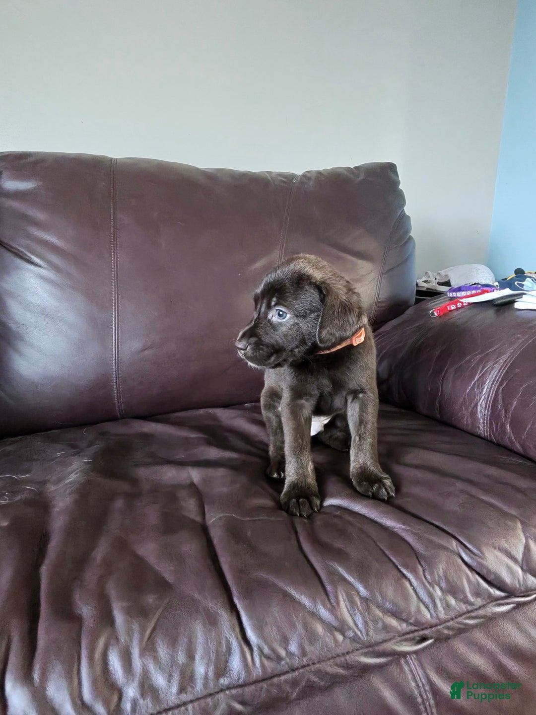 Mixed Breed dogs for sale: Carmella / Cinimini / Honey / Albany / Mini zoo / midnight - Ad 19