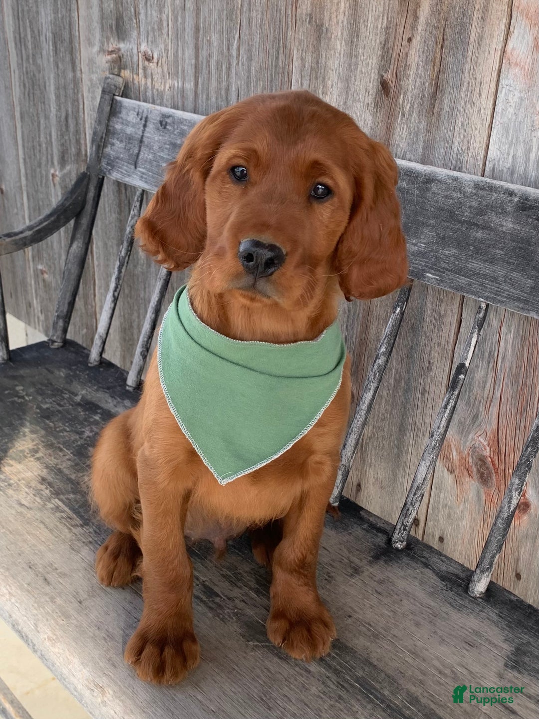 Irish Setter dogs for sale: Murphy - Ad 17