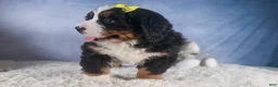 Bernese Mountain Dog dogs for sale: HEIDI - Ad 12
