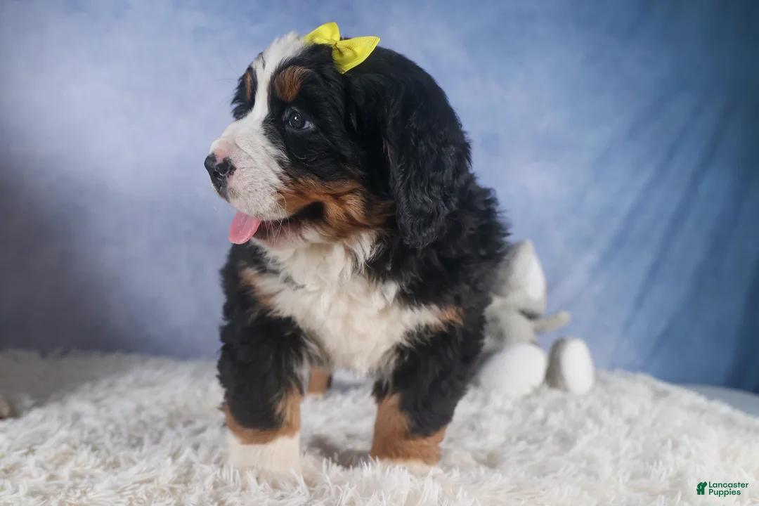 Bernese Mountain Dog dogs for sale: HEIDI - Ad 12