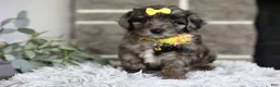 Maltipoo dogs for sale: Minnie - Ad 4