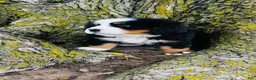 Bernese Mountain Dog dogs for sale: Callahan - Ad 4