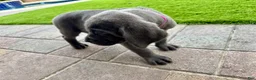 Mixed Breed dogs for sale: Mixed Breed Puppy 4 (hot pink)  - Ad 7