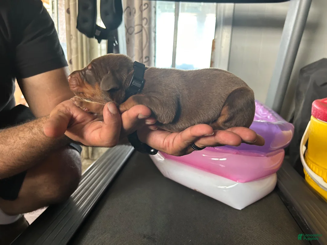 Doberman Pinscher dogs for sale: Black Collar - Ad 2