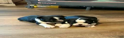 Boston Terrier dogs for sale: Boston Terrier 3 - Ad 3