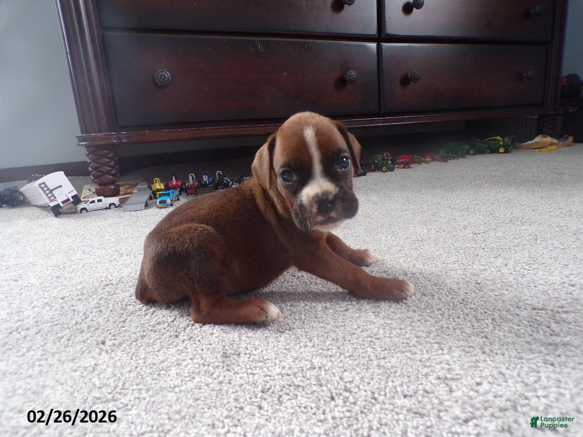 Boxer dogs Roxy - Ad 1