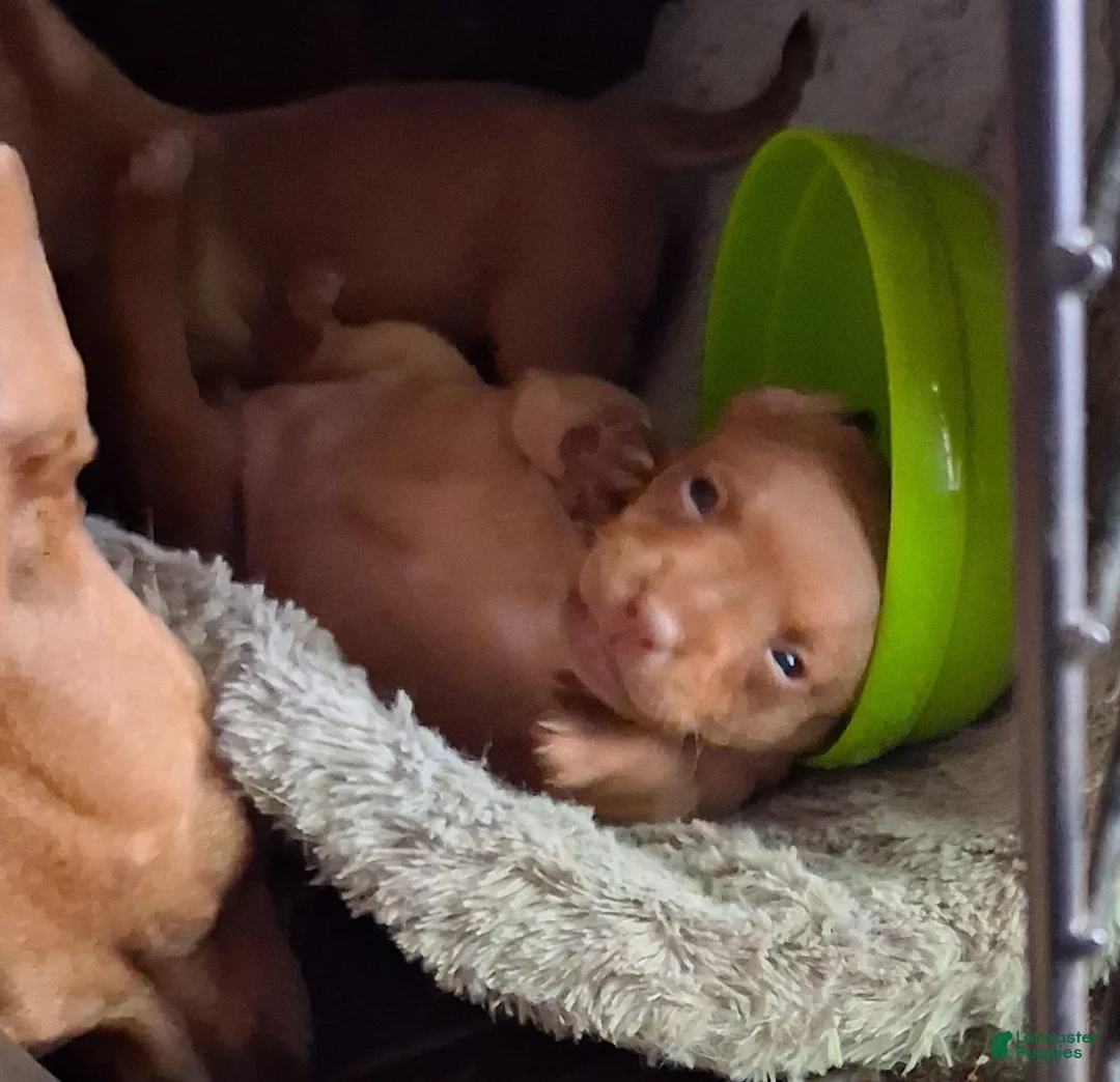 Mixed Breed dogs for sale: Mixed Breed 1 - Ad 1