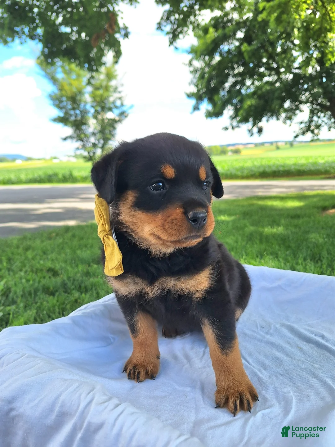 Rottweiler dogs for sale: Nova - Ad 1