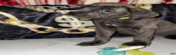 Cane Corso dogs for sale: Gaia - Ad 2