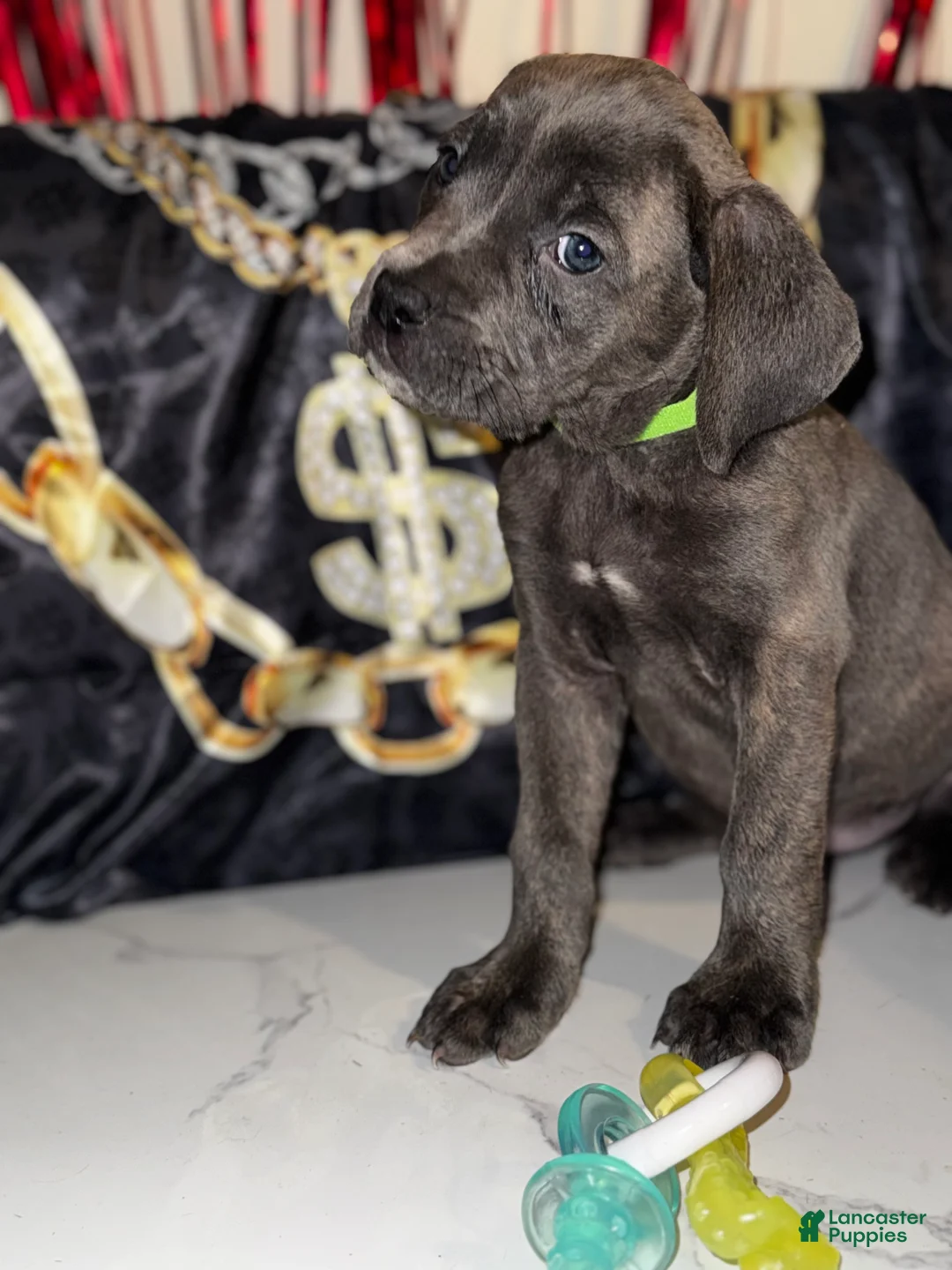 Cane Corso dogs for sale: Gaia - Ad 2