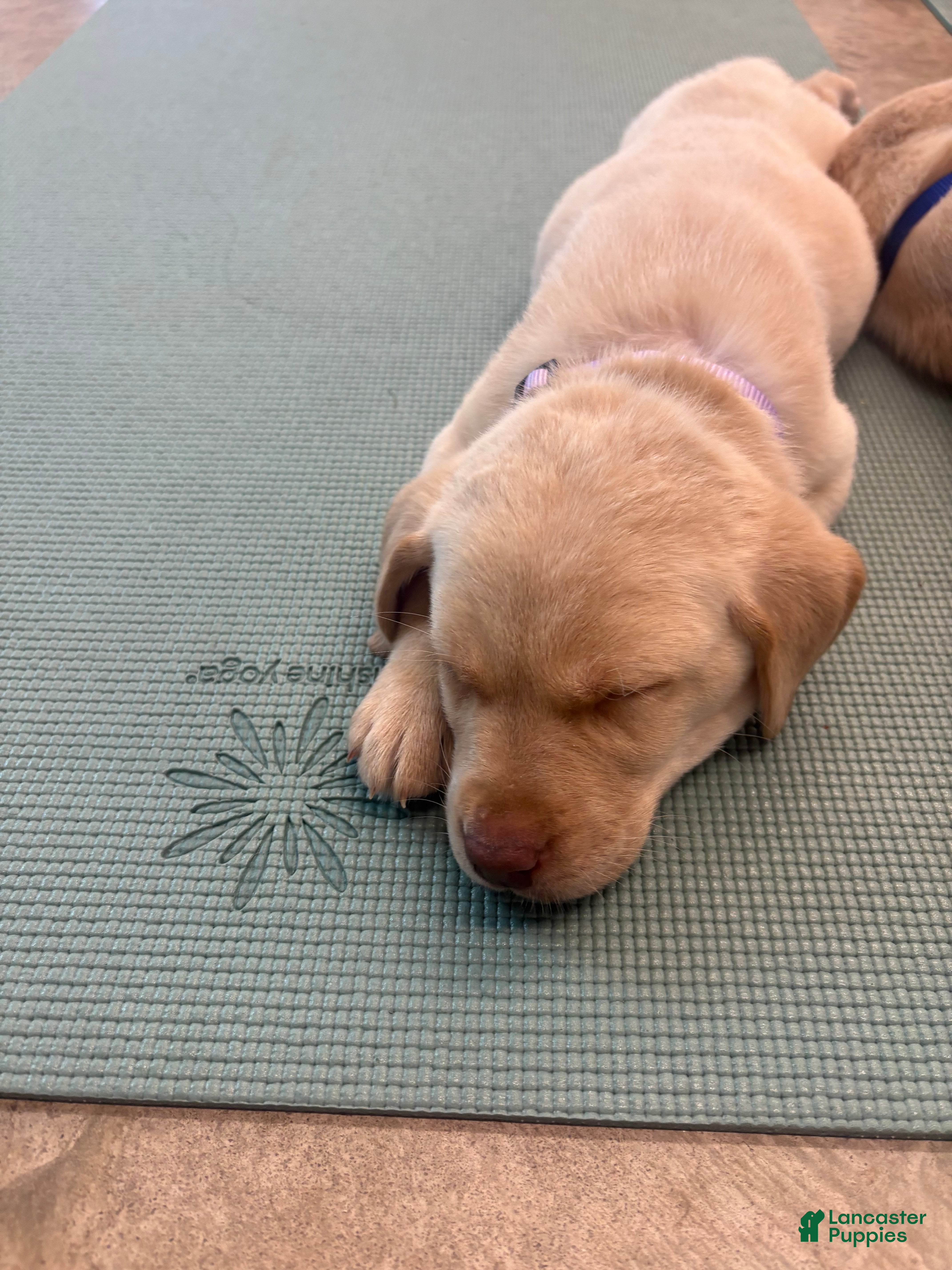 Labrador Retriever dogs Labrador Retriever Puppy 1 - Ad 28